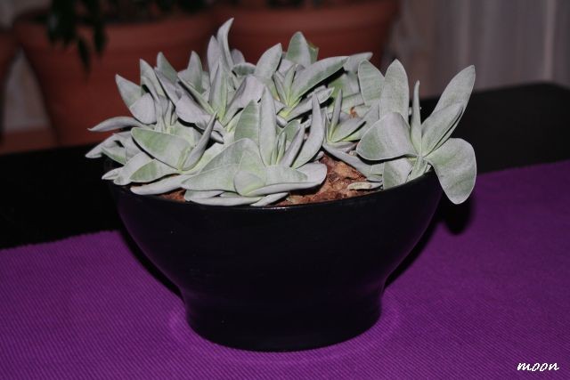 Crassula falcata 